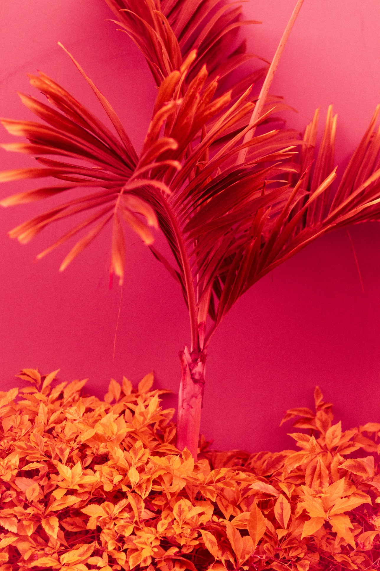Pampas fucsias y naranjas